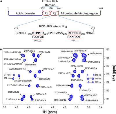 Structural Basis of Tau Interaction With BIN1 and Regulation by Tau Phosphorylation